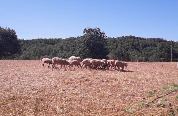 Συνάντηση κτηνοτρόφων με αντιδήμαρχο Οιχαλίας