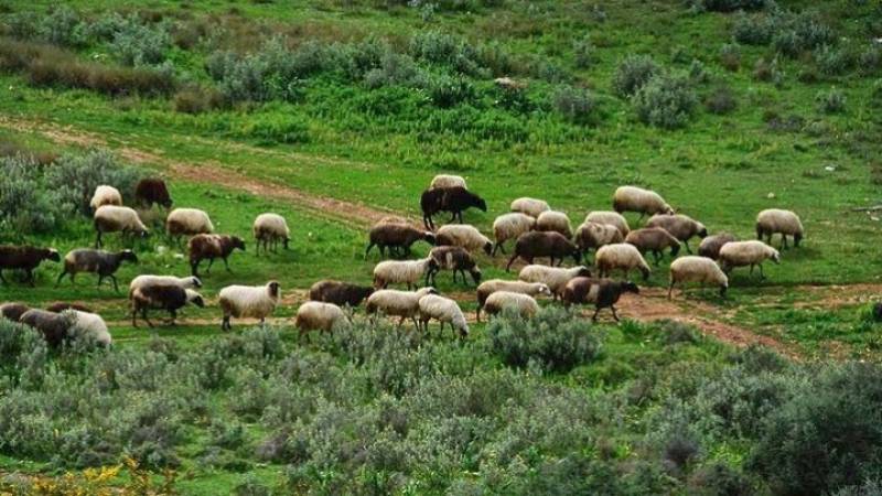 Ενισχύονται με 89 εκατ. ευρώ οι κτηνοτρόφοι για αγορά ζωοτροφών