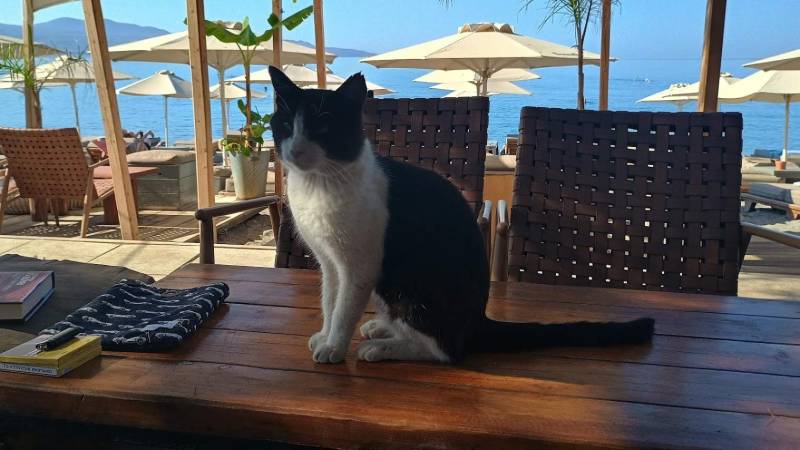 Αδέσποτες γάτες στην Καλαμάτα