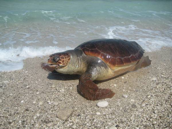 Ο ΑΡΧΕΛΩΝ ευχαριστεί τους εθελοντές για τις χελώνες