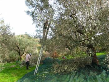Σήμερα στους λογαριασμούς των αγροτών της Μεσσηνίας: 31 εκ. στην αγορά από την επιδότηση
