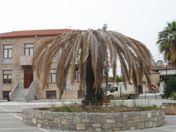 Το κόκκινο σκαθάρι απειλεί τους φοίνικες της Μεσσήνης