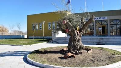 Καβάλα: Υπεραιωνόβιες ελιές από τη βόρεια Πελοπόννησο μεταφυτεύτηκαν στην πεδιάδα του Νέστου