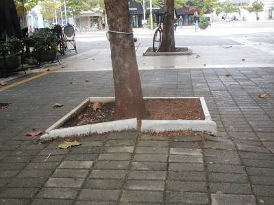 Απάντηση Βασιλόπουλου για τα πλατάνια