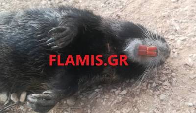 Πάτρα: Γιγάντιο τρωκτικό με δόντια κάστορα εντοπίστηκε νεκρό στην πλαζ