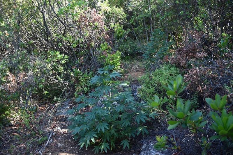 Μεσσηνία: Σύλληψη αδερφών για χασισοφυτεία στα Κρεμμύδια (φωτογραφίες)