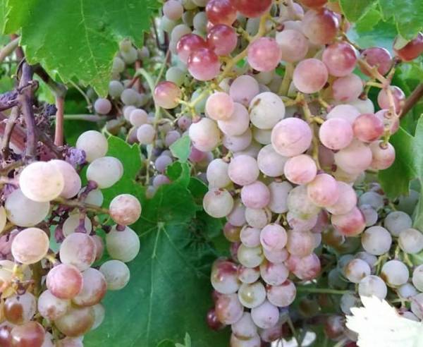 Ηρθε η ώρα για αναδιάρθρωση της σταφίδας και του σύκου