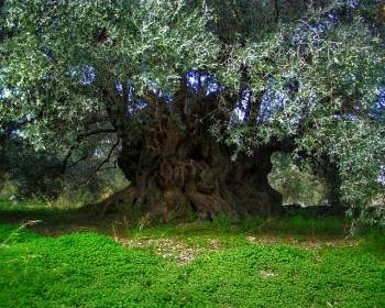 Ημερίδα καταγραφής υπεραιωνόβιων ελιών από το ΚΠΕ Καλαμάτας