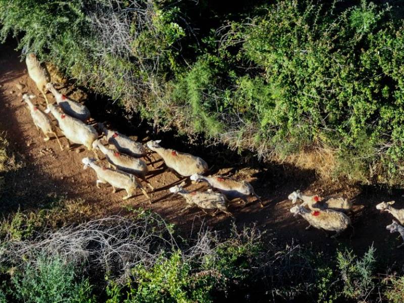 Παρατείνονται τα προληπτικά μέτρα για την ευλογιά των αιγοπροβάτων στην Κρήτη