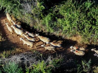Παρατείνονται τα προληπτικά μέτρα για την ευλογιά των αιγοπροβάτων στην Κρήτη