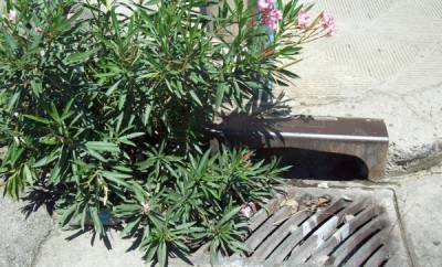 Η προειδοποίηση της δάφνης