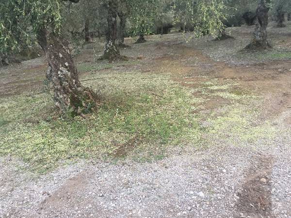 Επίσκεψη Κοζομπόλη στον “πληγωμένο” από το χαλάζι Κάμπο - Ακόμα και στο 100% η ζημιά