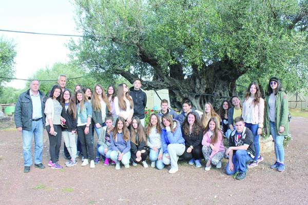 Μαθητές του Λυκείου Κυπαρισσίας καταγράφουν υπεραιωνόβια ελαιόδεντρα