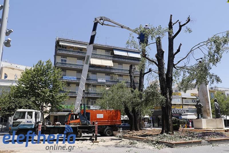 Δήμος Καλαμάτας: “Δεν μπορούσαν να σωθούν οι λεύκες στην πλατεία”