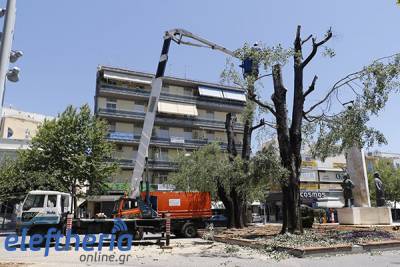 Δήμος Καλαμάτας: “Δεν μπορούσαν να σωθούν οι λεύκες στην πλατεία”