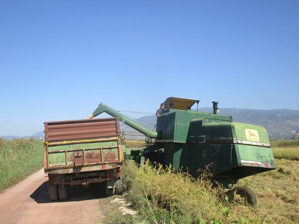 Ξεκίνησε το αλώνισμα ρυζιού στο βάλτο της Σπερχογείας (βίντεο)