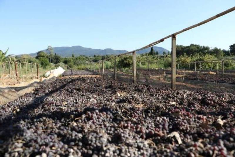 Σύσκεψη στο ΥΠΑΑΤ για τις ζημίες που προκαλεί η κακοκαιρία στην κορινθιακή σταφίδα