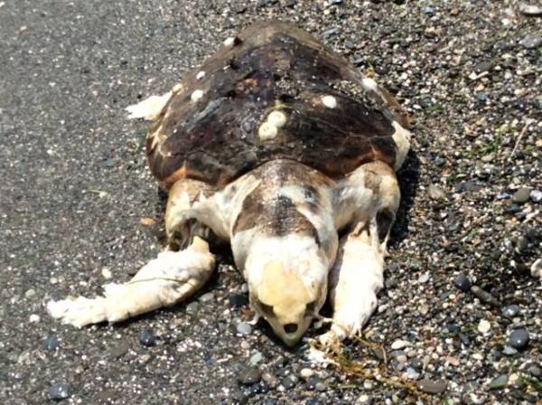 Νεκρή καρέτα καρέτα στην Παραλία της Καλαμάτας