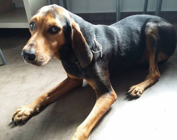 Αντίθετος ο Φιλοζωικός Καλαμάτας στην ανάθεση για τα αδέσποτα