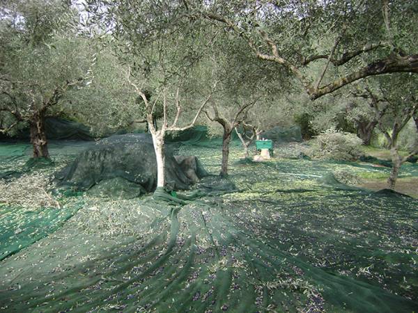 Μεσσηνία: Από 4 έως 4,10 ευρώ το κιλό το μαυρολίσιο