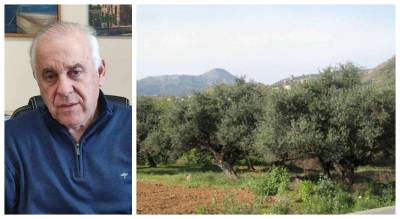 Αναμένεται μέτρια παραγωγή ελαιολάδου, σύμφωνα με εκτιμήσεις της ΔΑΟΚ Τριφυλίας