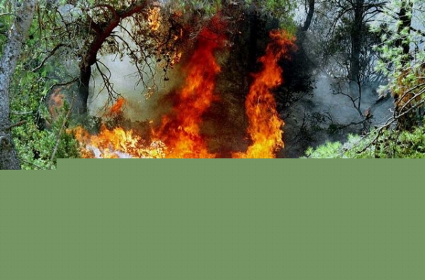 Εσβησε η φωτιά στο φαράγγι της Νέδουσας