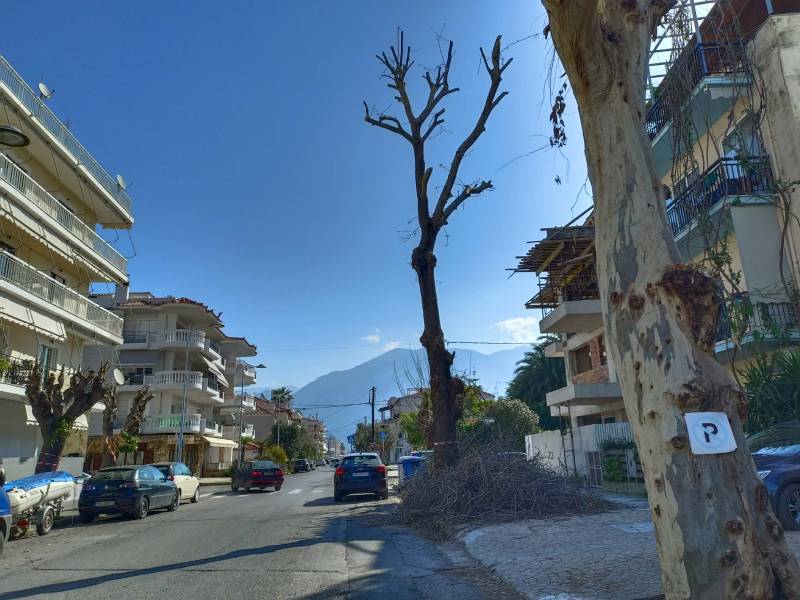 Παράπονα για το κλάδεμα στη Σαλαμίνος