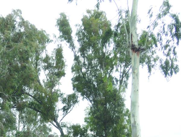 Δοκιμαστικό δωρεάν κλάδεμα ευκαλύπτων