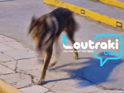 Λύκος έκανε βόλτες στον Ισθμό της Κορίνθου