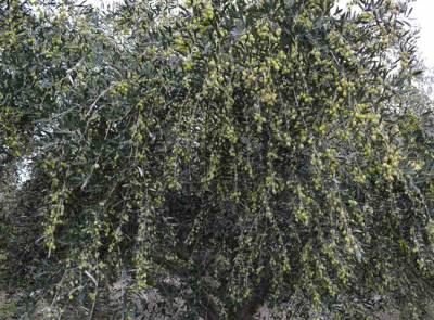 Οι όροι του διαγωνισμού για τη δακοκτονία