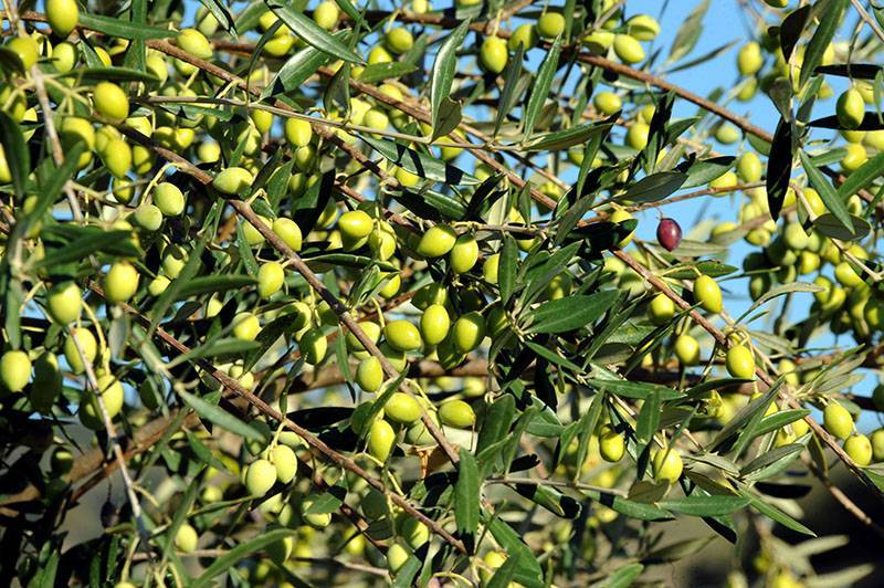 Απόφαση για δακοκτονία στο Δήμο Οιχαλίας