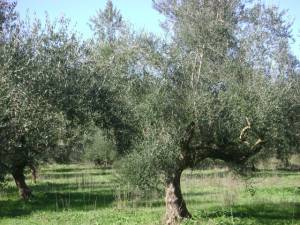 Ερχεται κάθε χρόνο από την Αυστραλία στη Μεσσηνία για να μαζέψει τις ελιές του