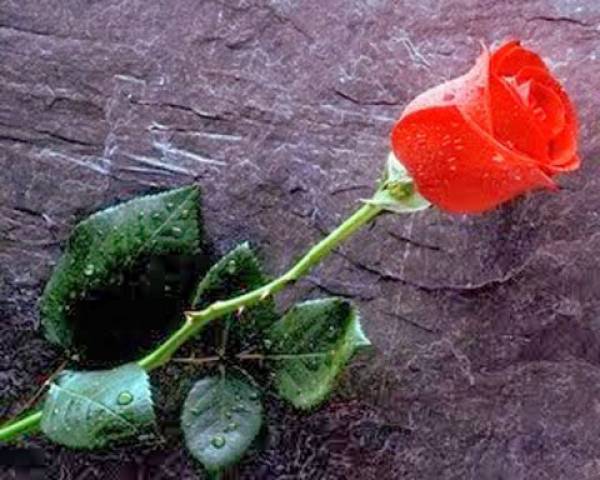 Αφιέρωμα στην Μεσσήνια ποιήτρια Μαρία Καρδαρά