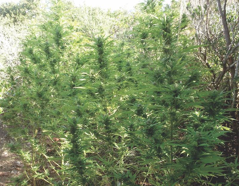 Εσπασαν τα ισόβια για τη μεγάλη χασισοφυτεία στους Γαργαλιάνων