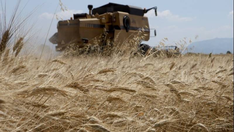 Σε δύσκολες συνθήκες λόγω καύσωνα ολοκληρώνεται η συγκομιδή των σιτηρών στον Κρόκο Κοζάνης