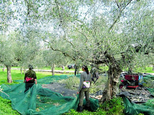 Ονειρο θερινής νυκτός η εθνική πολιτική ελαιολάδου