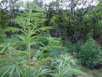 Κόρινθος: Εντοπίστηκε κι εκριζώθηκε μεγάλη φυτεία χασίς - Συνελήφθη ένα άτομο