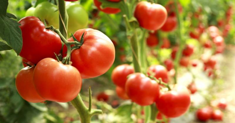 Αίτημα στην Ε.Ε για ενίσχυση θερμοκηπευτικών καλλιεργειών