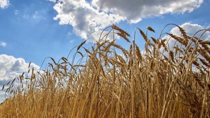 Εξηγήσεις από Κομισιόν για τα ουκρανικά σιτηρά ζητούν οι υπουργοί Γεωργίας 12 χωρών της ΕΕ