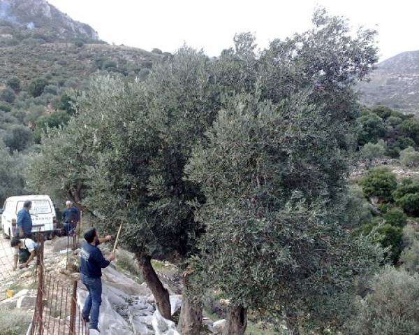 Σημαντική μείωση στην παραγωγή ελαιολάδου σε όλη την τριφυλία