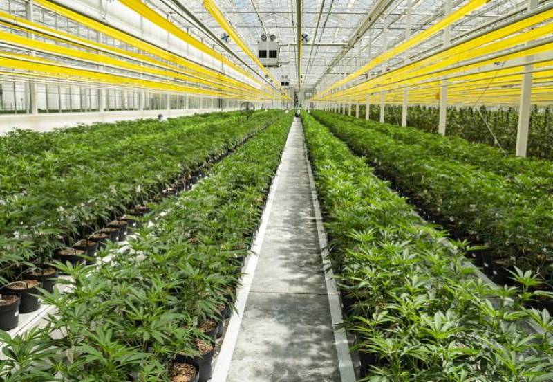 Ελβετία: «Πράσινο φως» στη χρήση κάνναβης για ιατρική χρήση