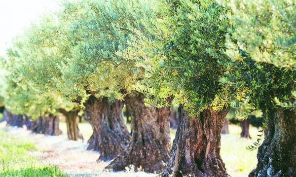 Διαμαρτυρία για την εξαίρεση της Καλαμάτας από τη δακοκτονία