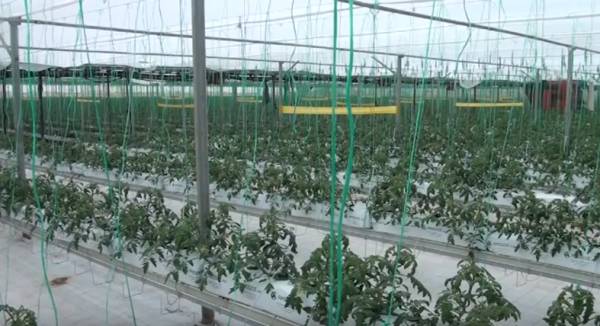 Η δυναμική των υδροπονικών καλλιεργειών στην "Εύφορη Γη" (βίντεο)