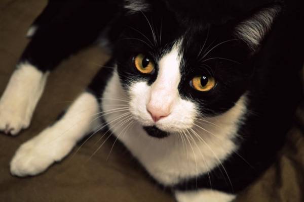 Το χρώμα της γάτας