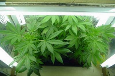 Μεσσηνία: Μείωση ποινής για διακίνηση χασίς