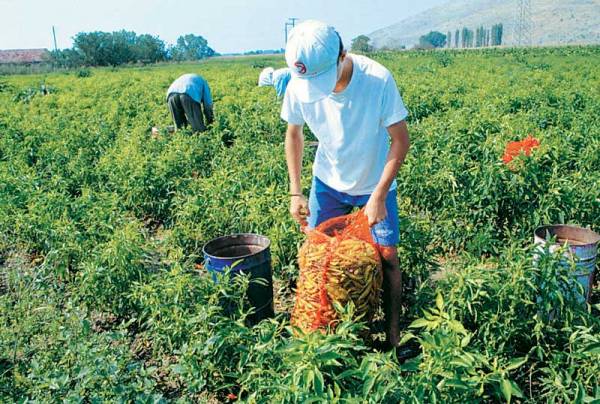 Επιμορφωτικά σεμινάρια για νέους αγρότες από τον ΟΓΑ