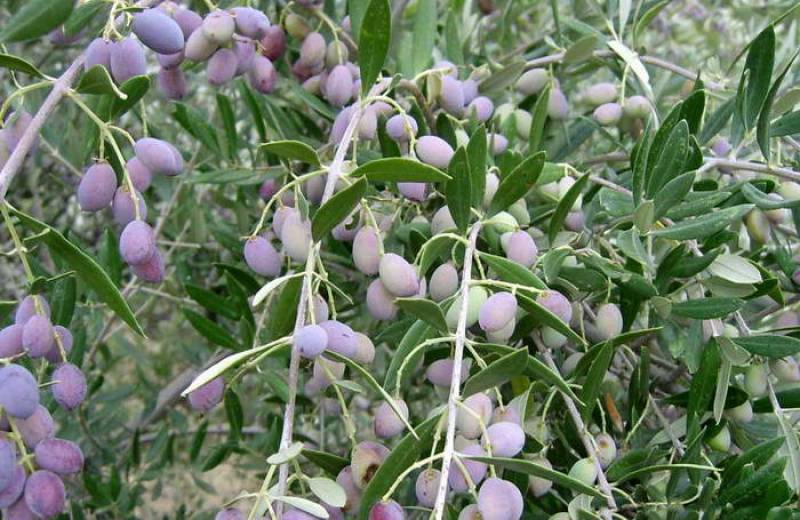 Συμμετέχουν στη δακοκτονία τα χωριά του Δήμου Μεσσήνης