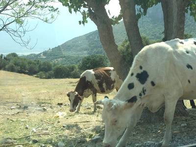 Υποστελέχωση κτηνιατρικών υπηρεσιών στην Πελοπόννησο