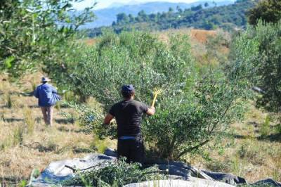 Η Μεσσηνία έχει ανάγκη τα εργατικά χέρια μεταναστών