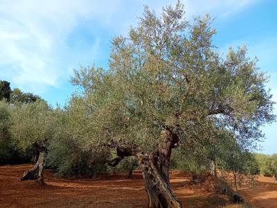 Ο προϊστάμενος του ΕΛΓΑ Τρίπολης Γιάννης Ασούρας στην &quot;Ε&quot;: &quot;Θέμα επιβίωσης για τους επαγγελματίες ελαιοπαραγωγούς&quot;